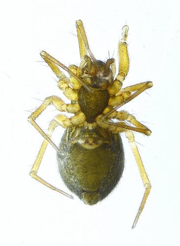 Agyneta mollis